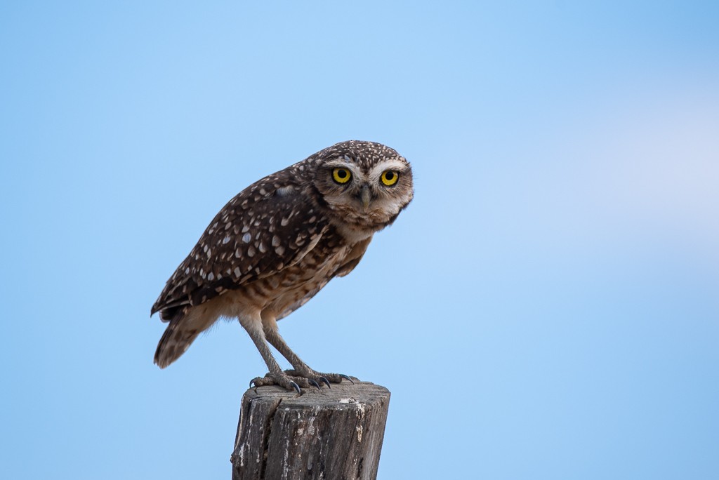 Burrowing Owl (grallaria) - ML634964483