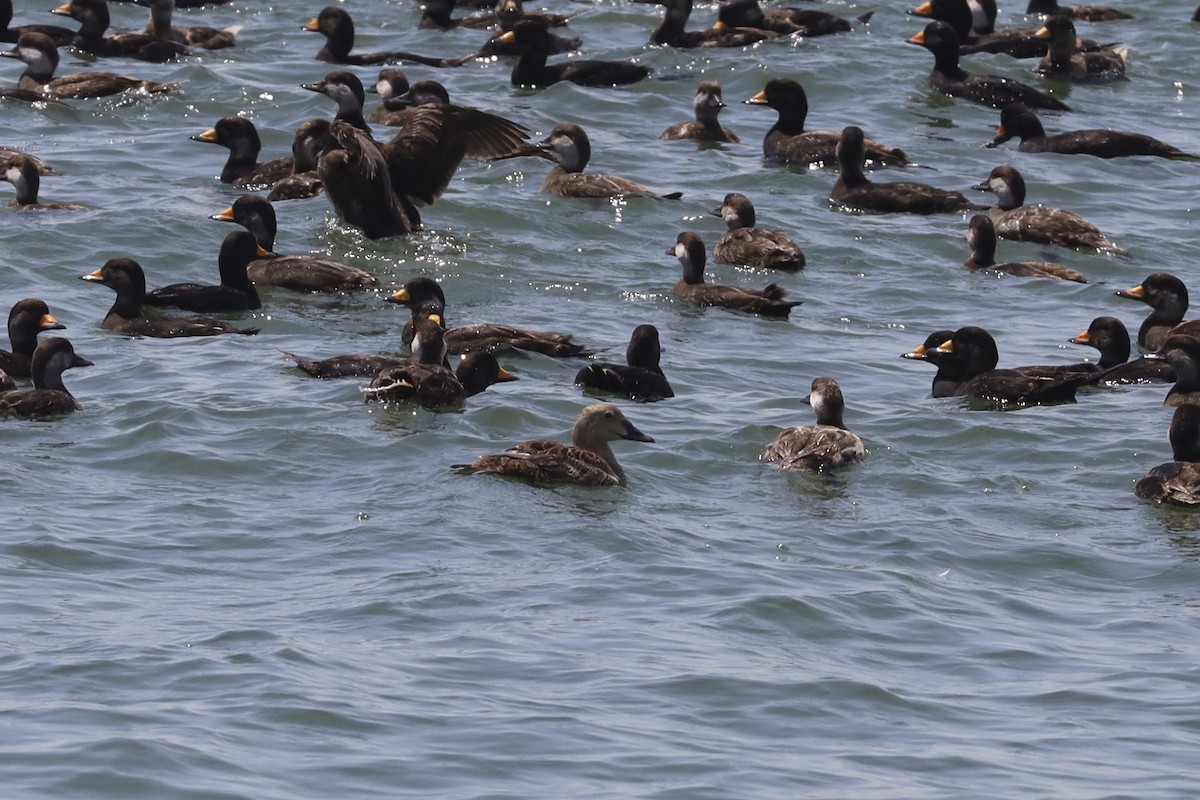 King Eider - ML634964490