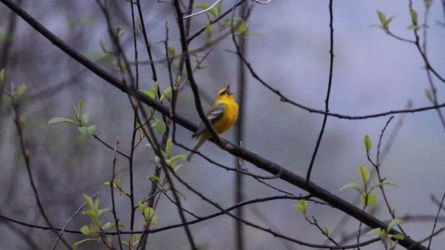 Blue-winged Warbler - ML634964527