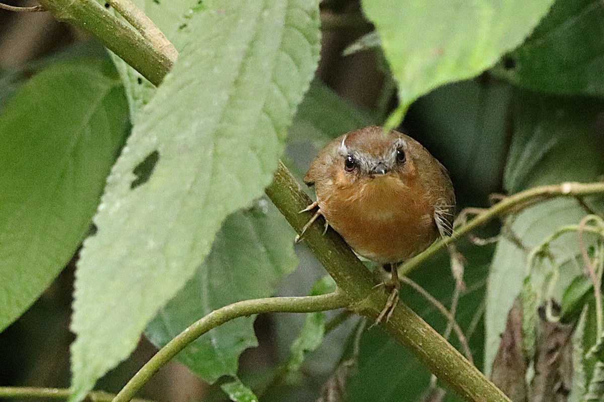 mucholovka rezavá - ML634964547