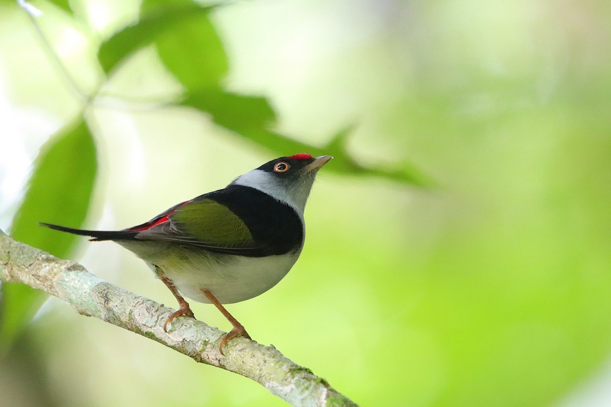 Pin-tailed Manakin - ML634964581
