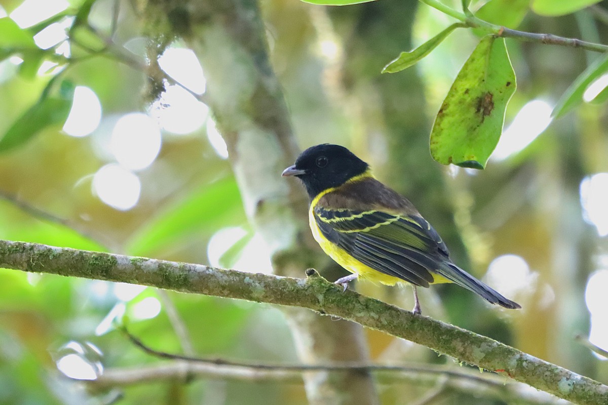 kotinga kápová - ML634964604