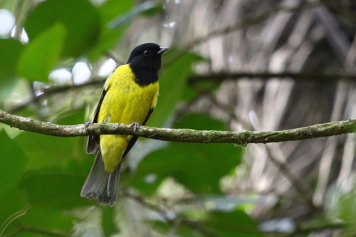 kotinga kápová - ML634964606