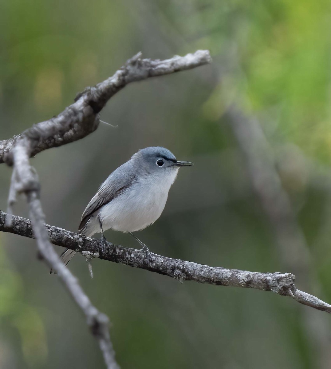 Blue-gray Gnatcatcher - ML634964608