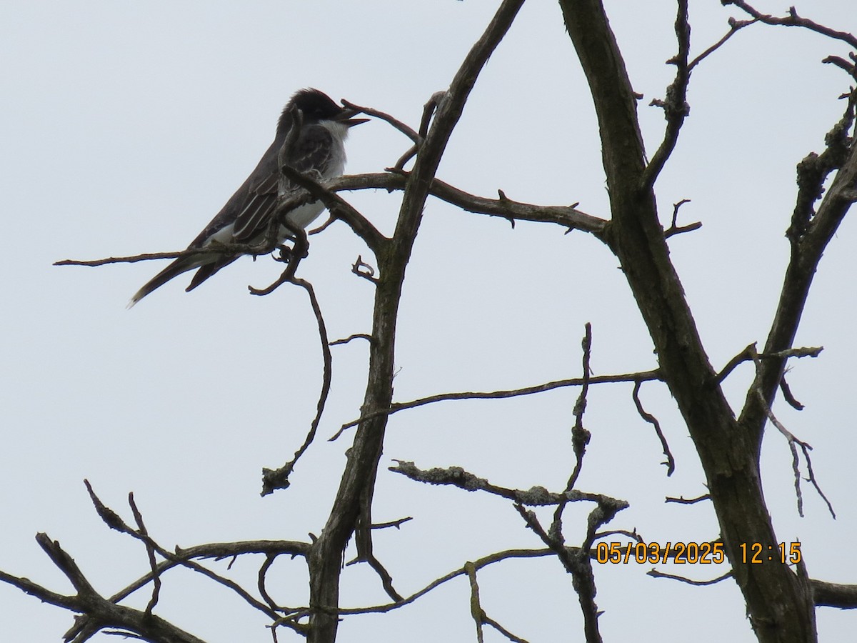 Eastern Kingbird - ML634964636