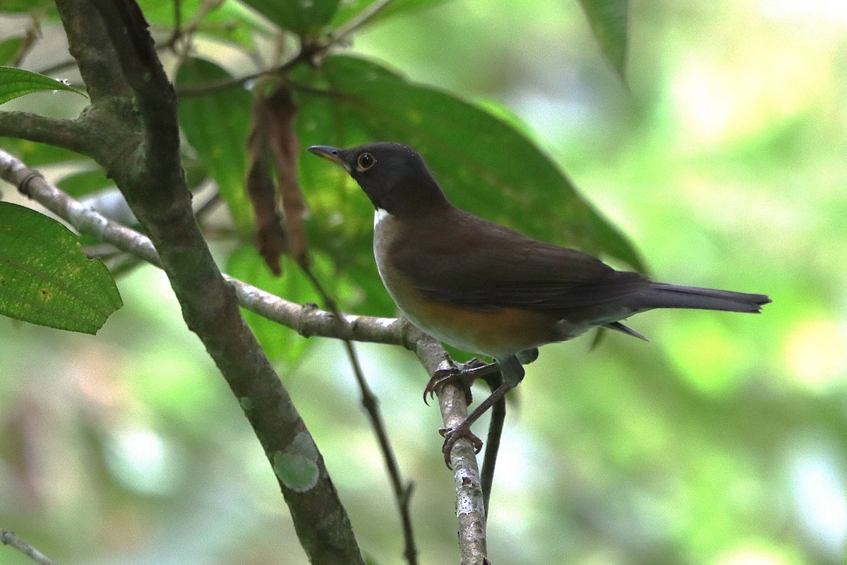 drozd bělohrdlý - ML634964645