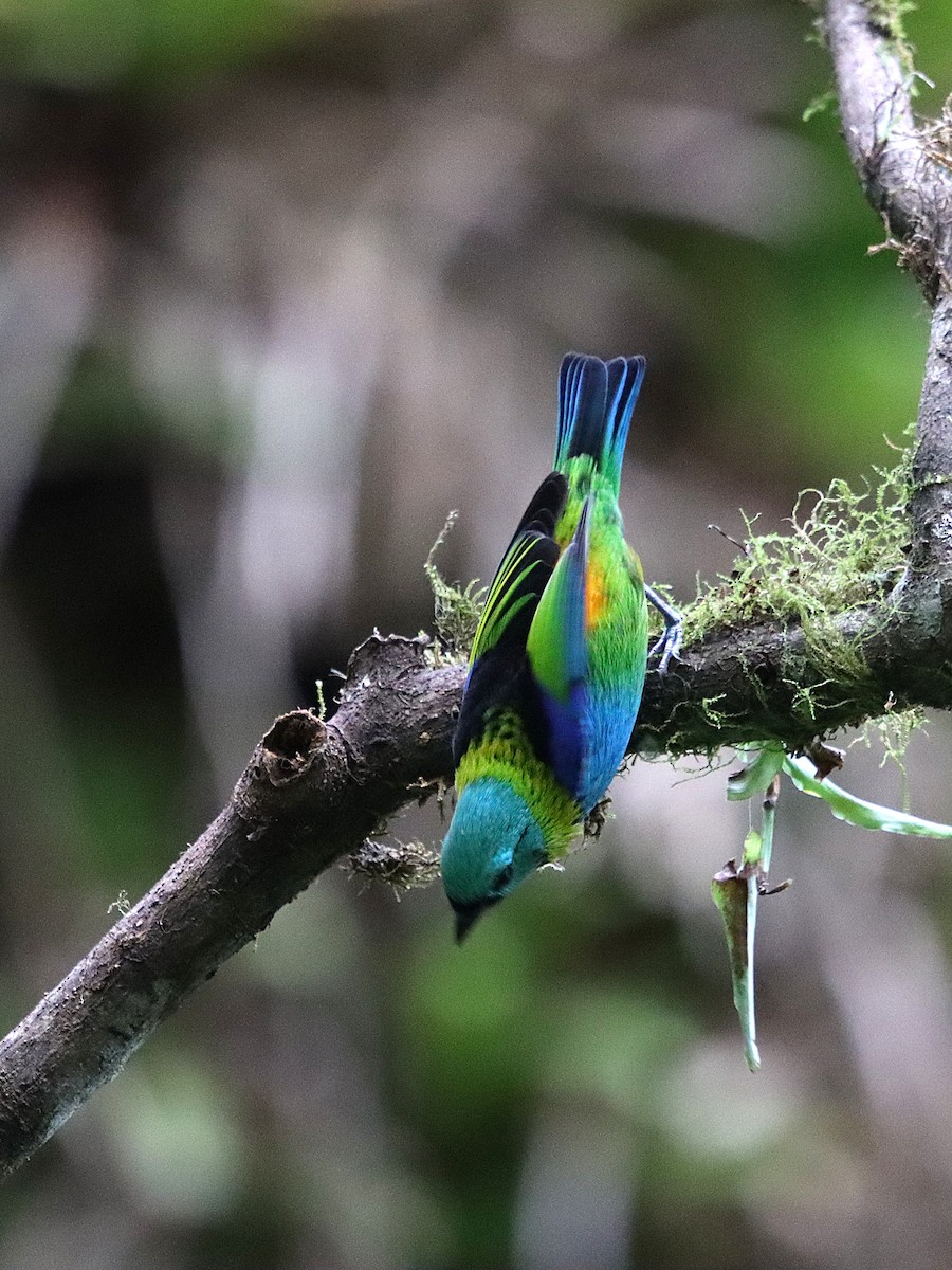 Green-headed Tanager - ML634964678