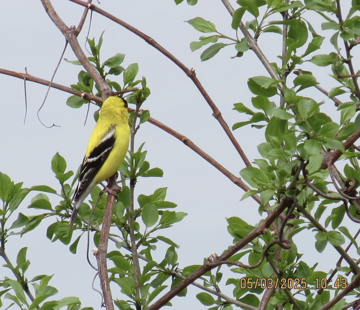 American Goldfinch - ML634964710