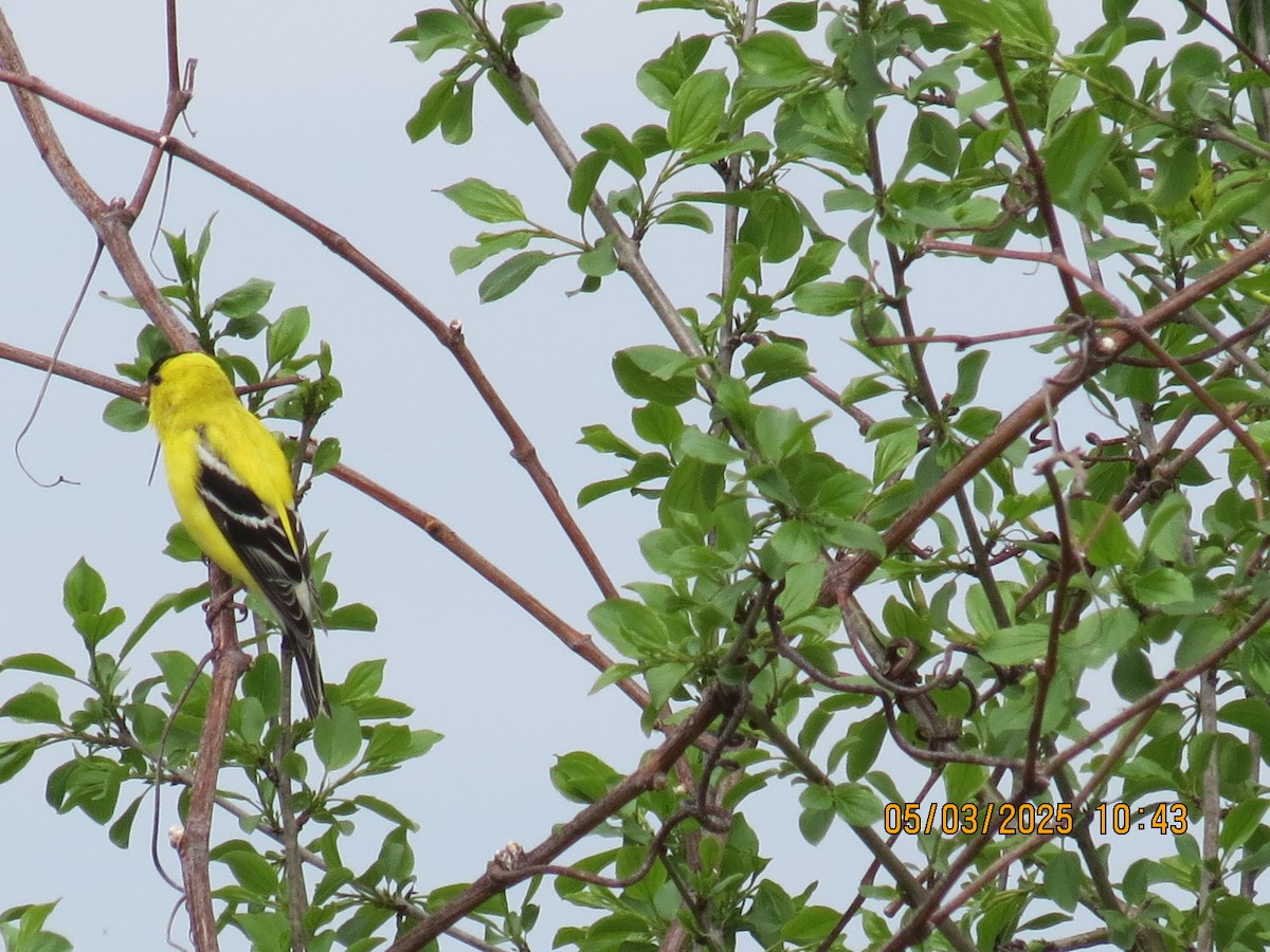 American Goldfinch - ML634964711