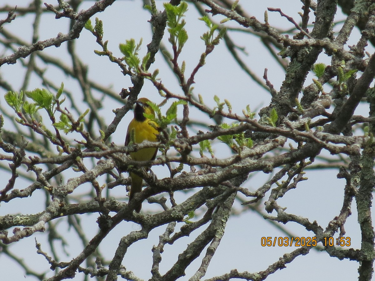 Orchard Oriole - ML634964730
