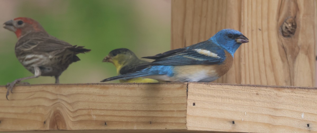 Lazuli Bunting - ML634964747