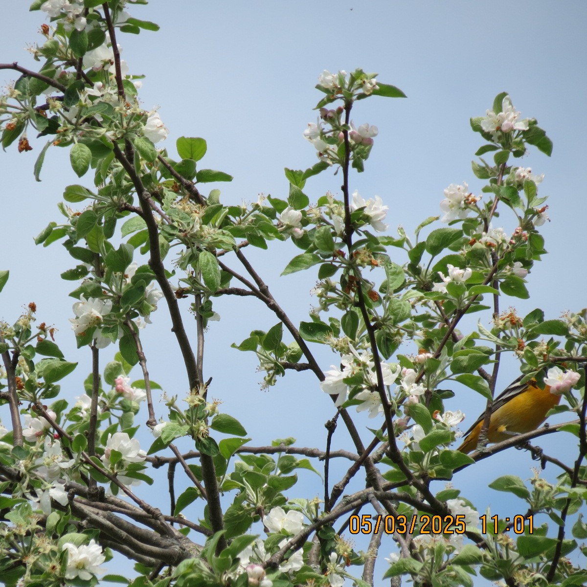 Baltimore Oriole - ML634964748