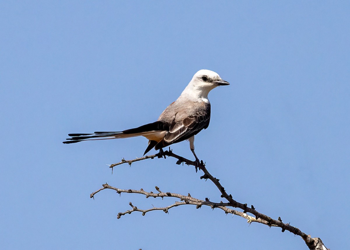 Scissor-tailed Flycatcher - ML634964759