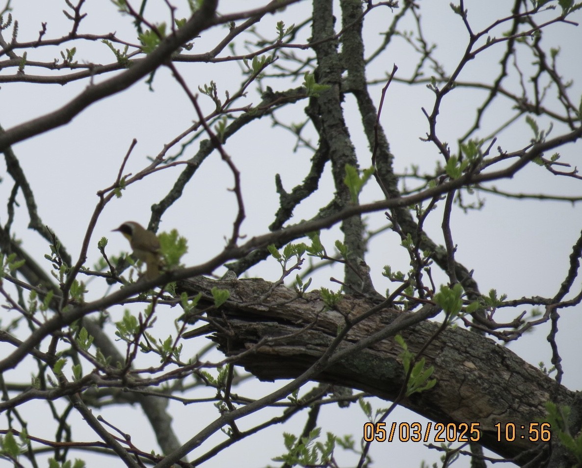 Common Yellowthroat - ML634964778