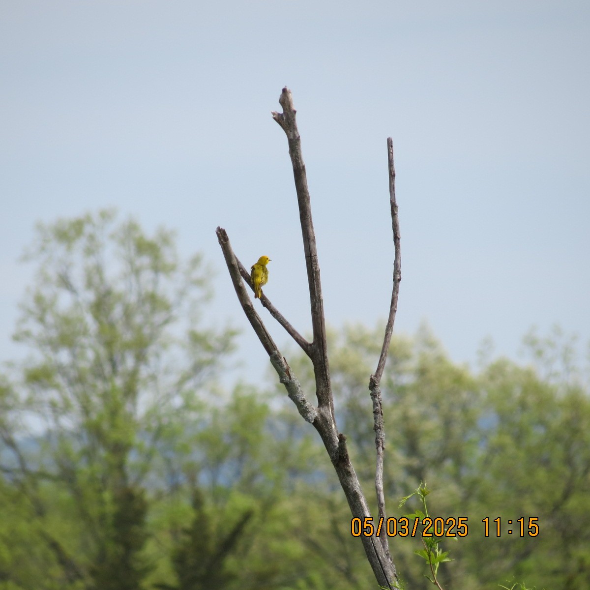 Yellow Warbler - ML634964800