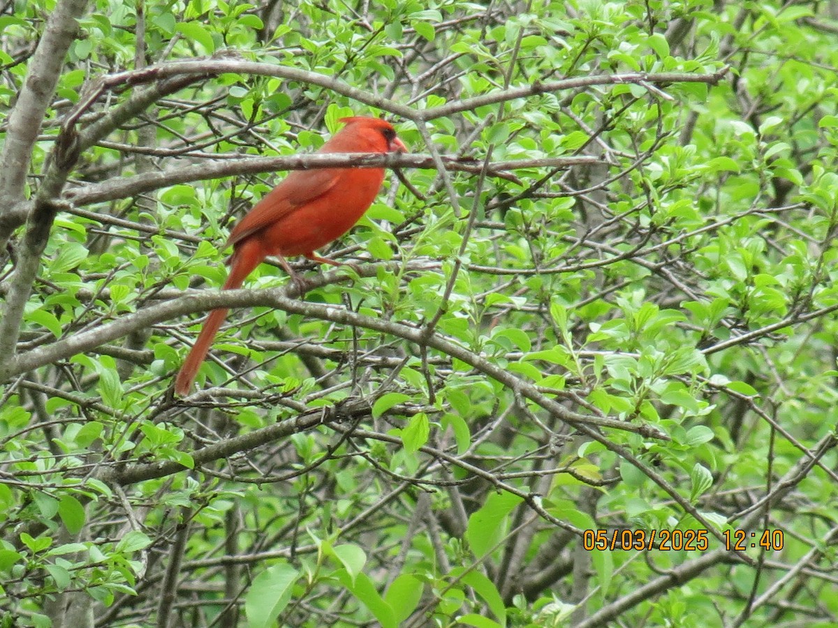 Northern Cardinal - ML634964806