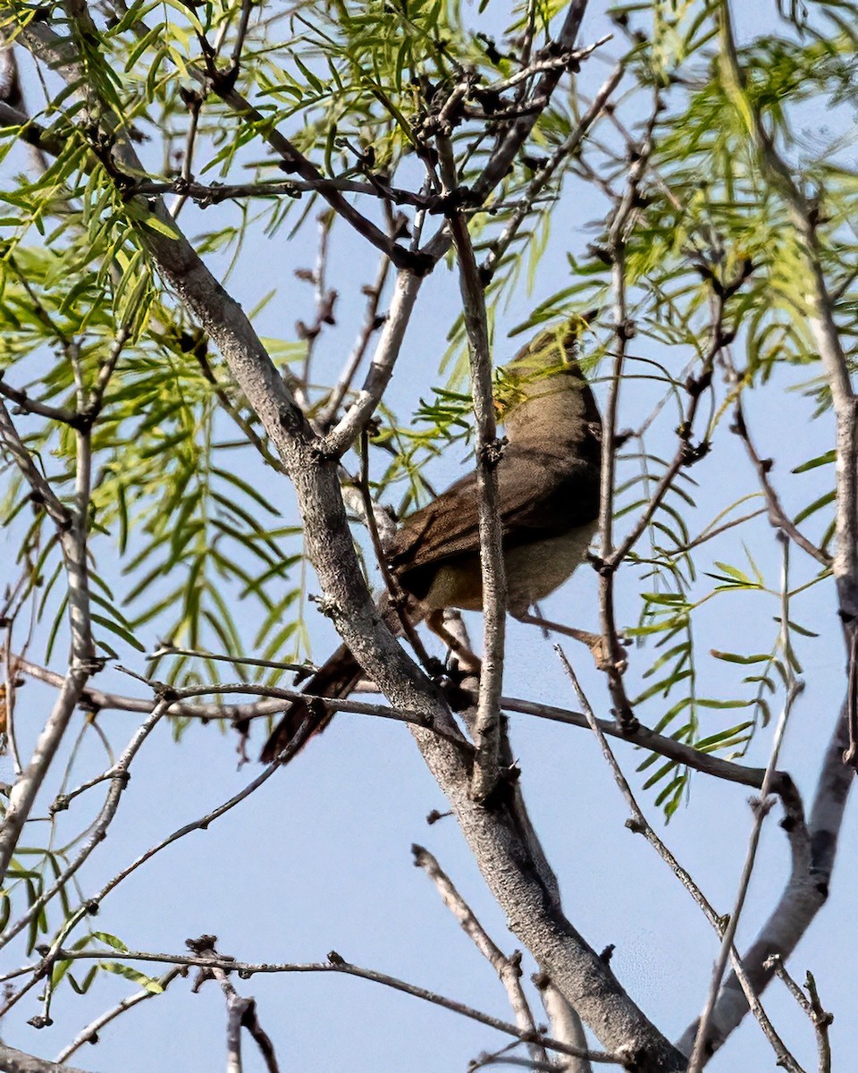 Pyrrhuloxia - ML634964886