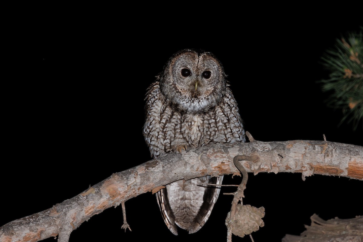 Maghreb Owl - ML634964994