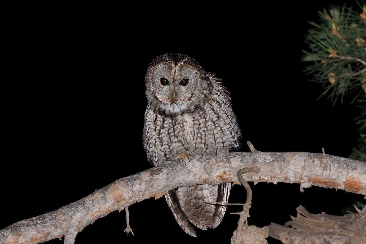 Maghreb Owl - ML634965002