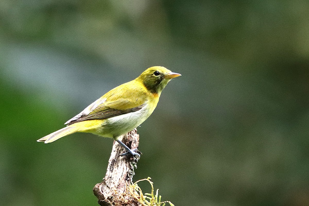 Rufous-headed Tanager - ML634965103