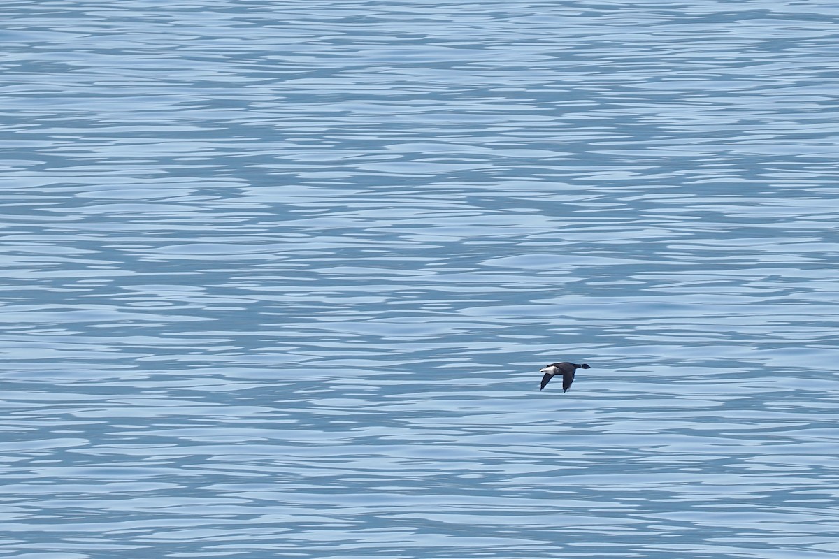 Brant - ML634965109
