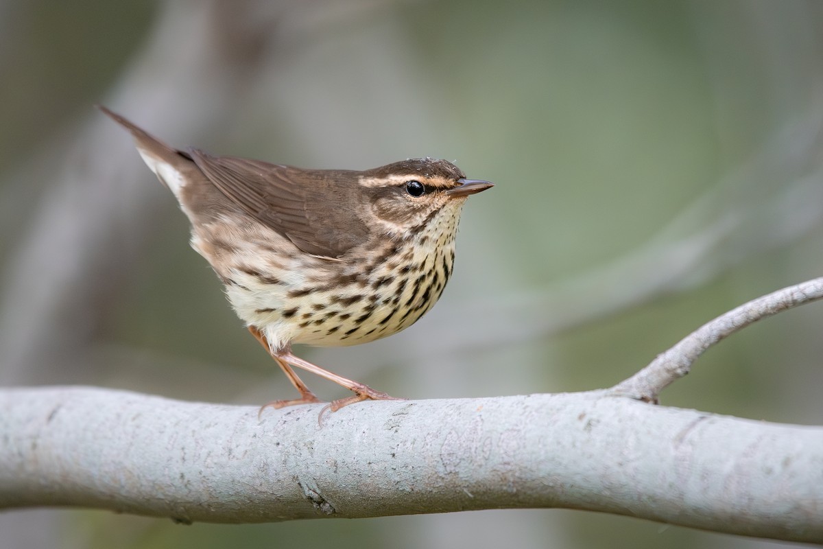 Northern Waterthrush - ML634965123