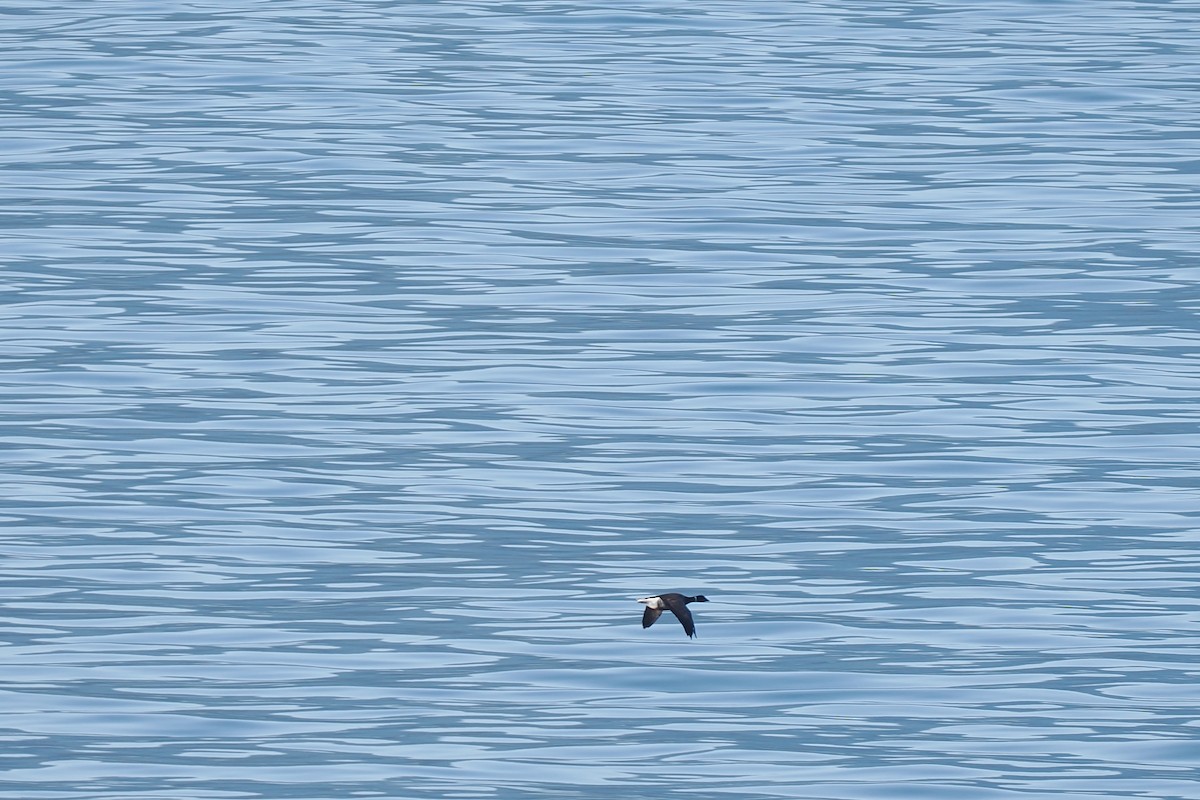 Brant - ML634965132