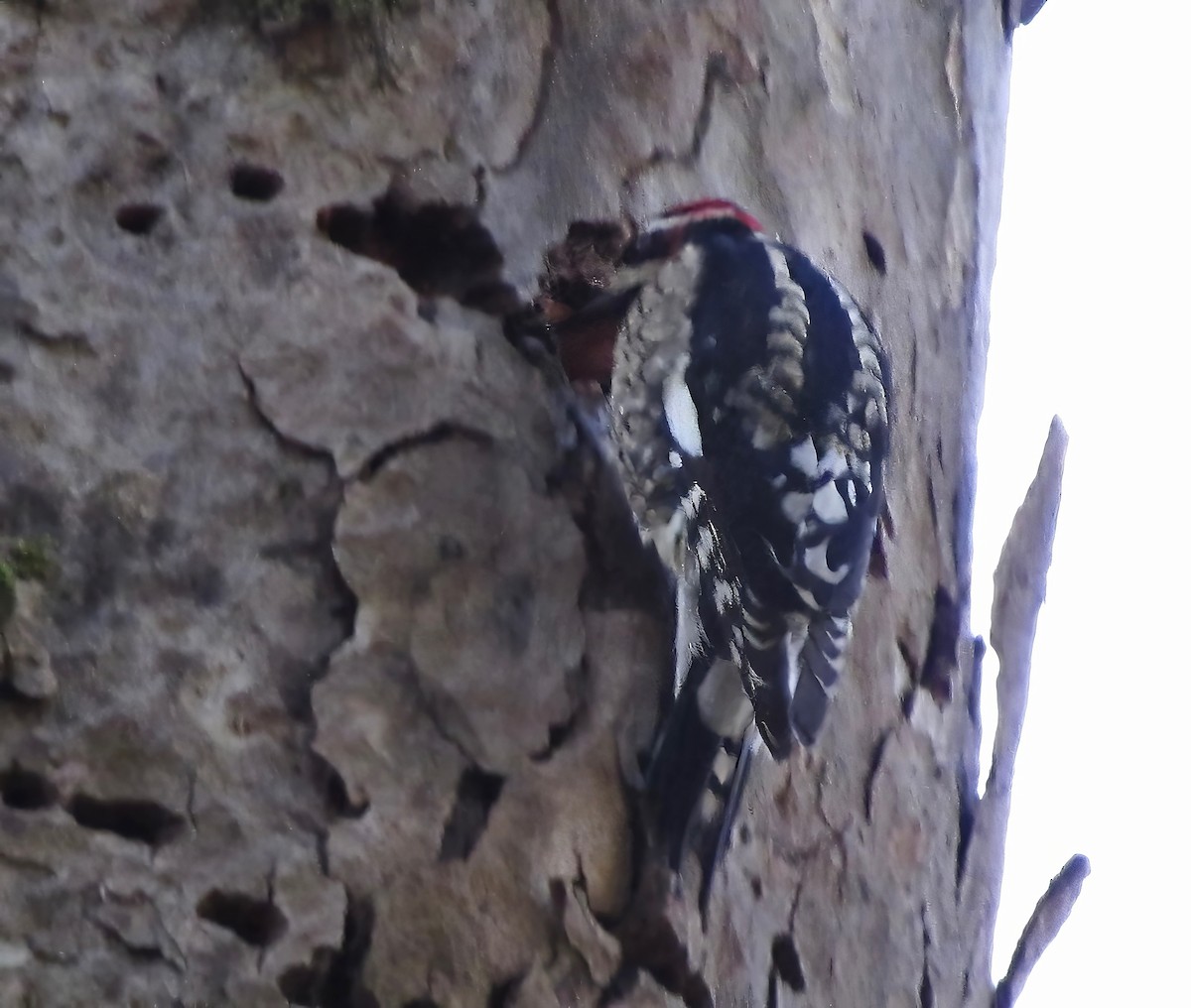 Red-naped Sapsucker - ML634965137