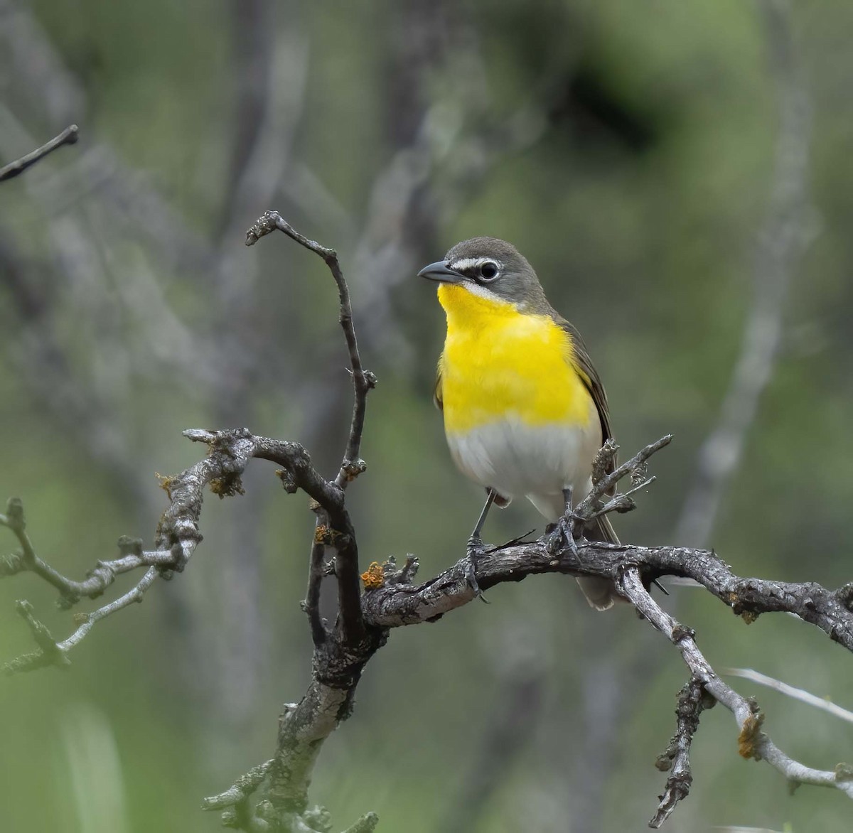 Yellow-breasted Chat - ML634965139