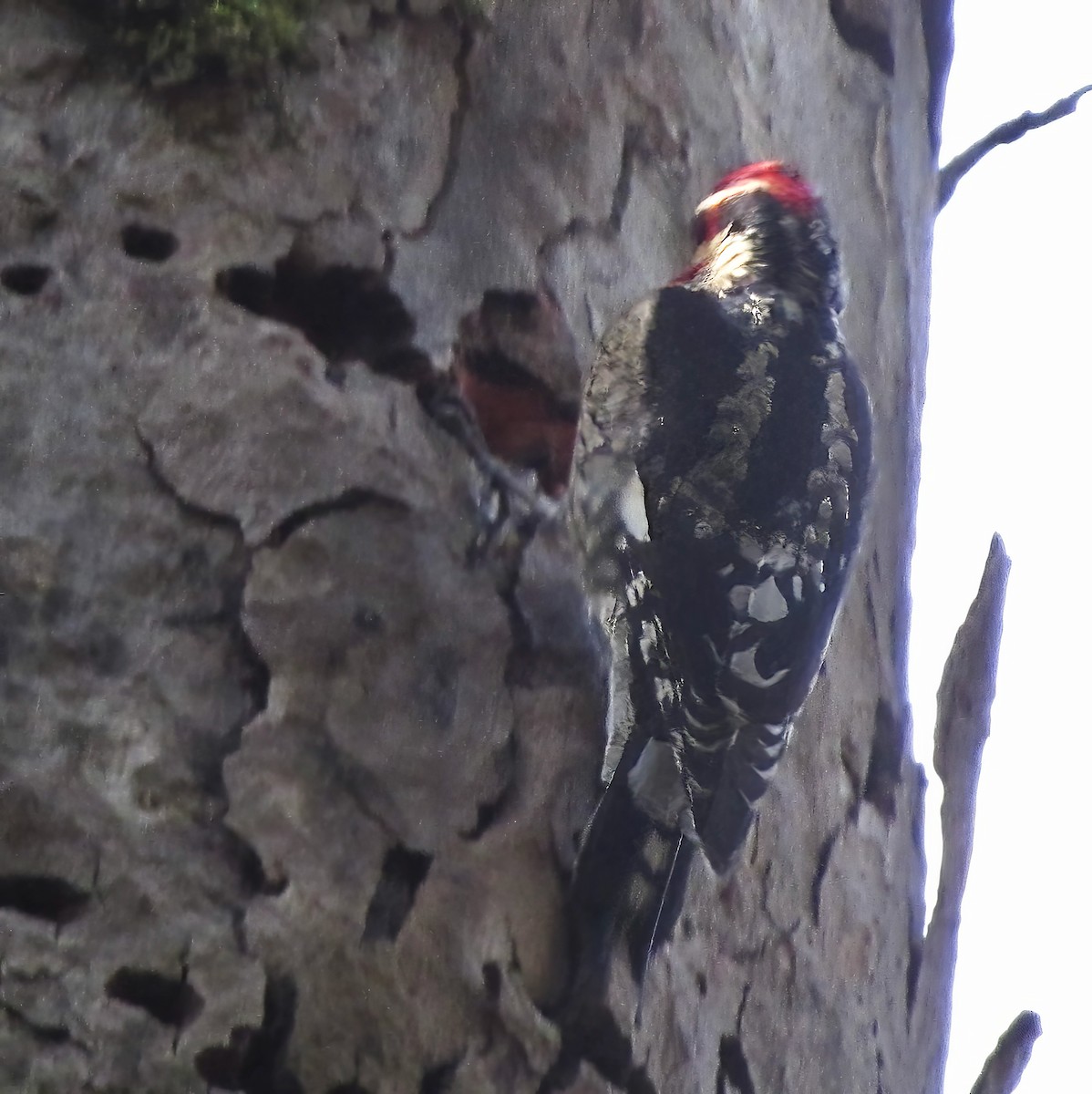 Red-naped Sapsucker - ML634965155
