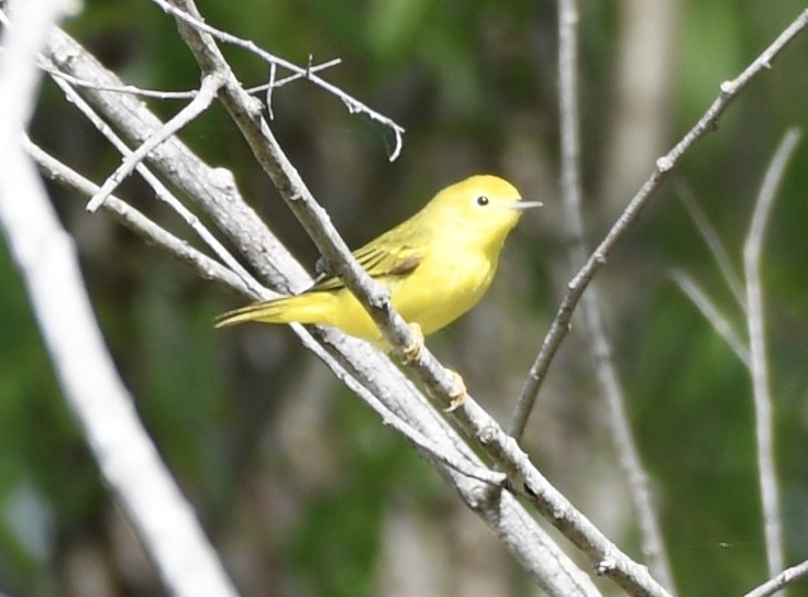Yellow Warbler - ML634965160