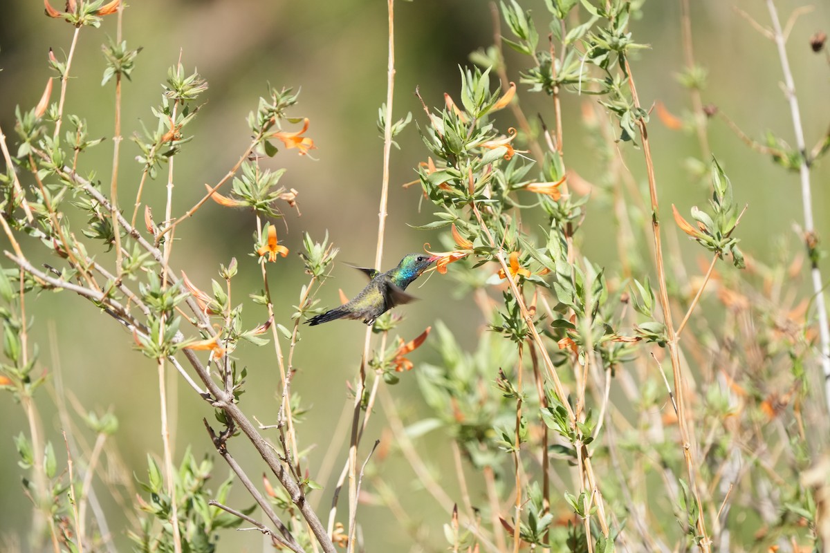 Broad-billed Hummingbird - ML634965191
