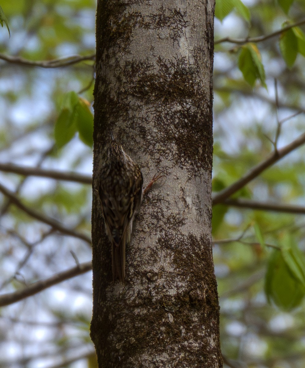 Brown Creeper - ML634965252