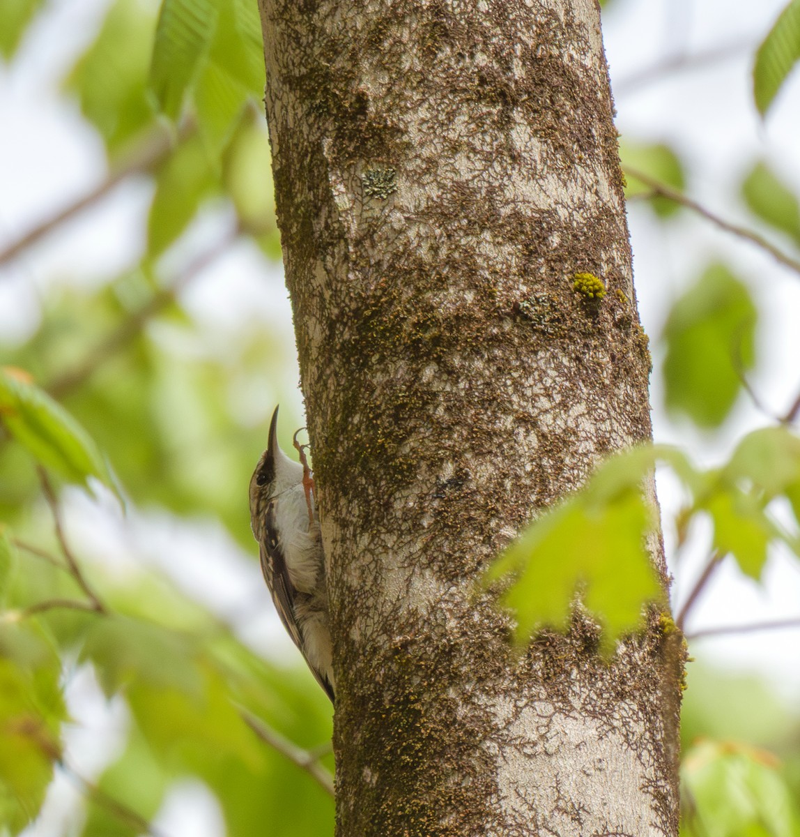 Brown Creeper - ML634965253
