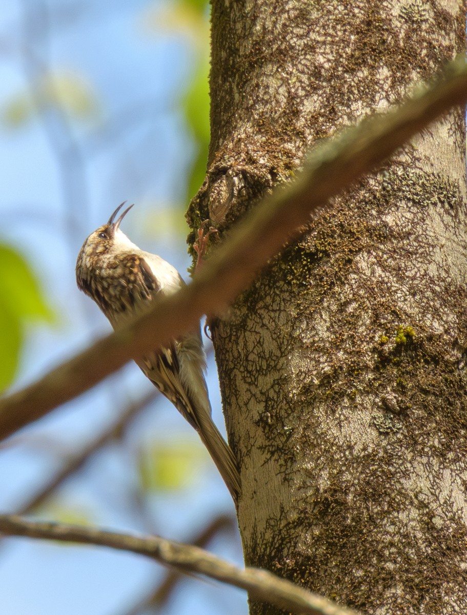 Brown Creeper - ML634965254