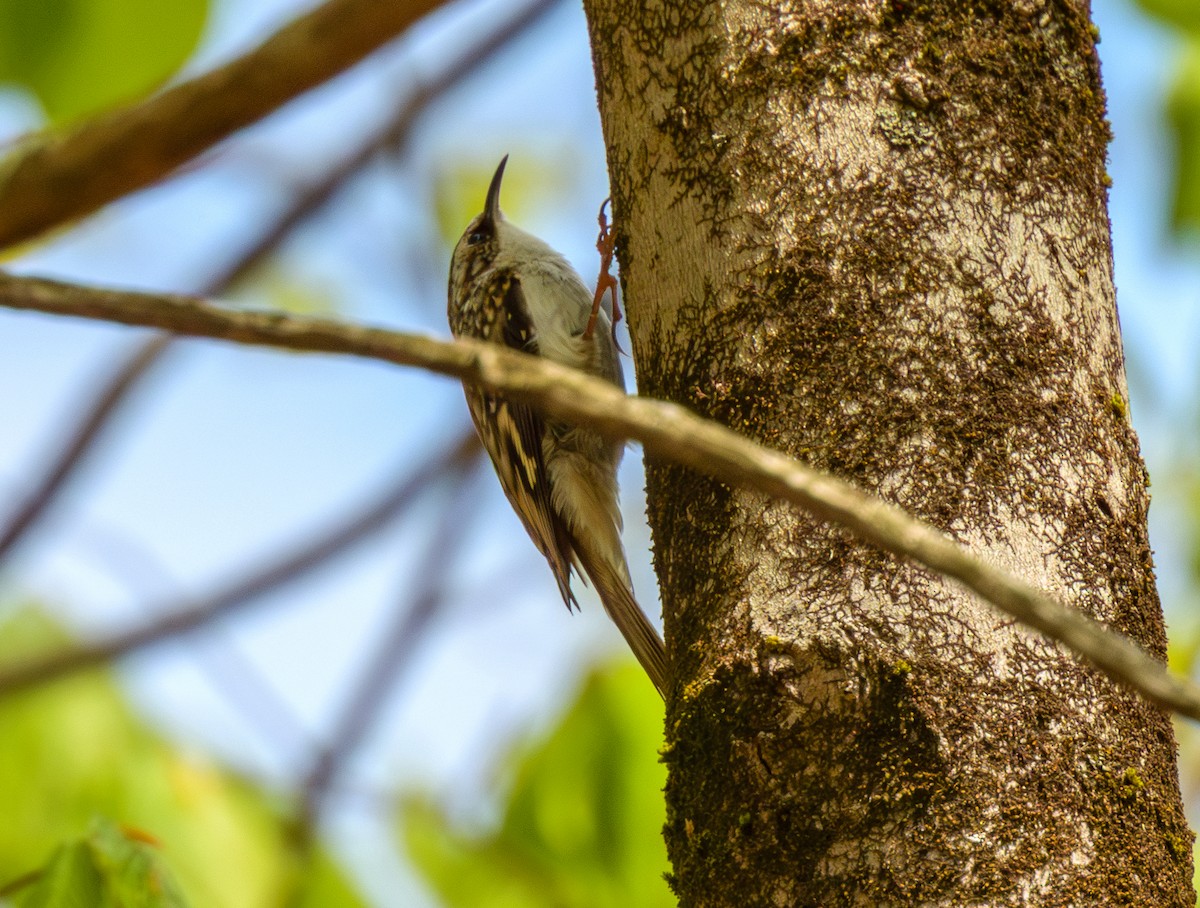 Brown Creeper - ML634965255