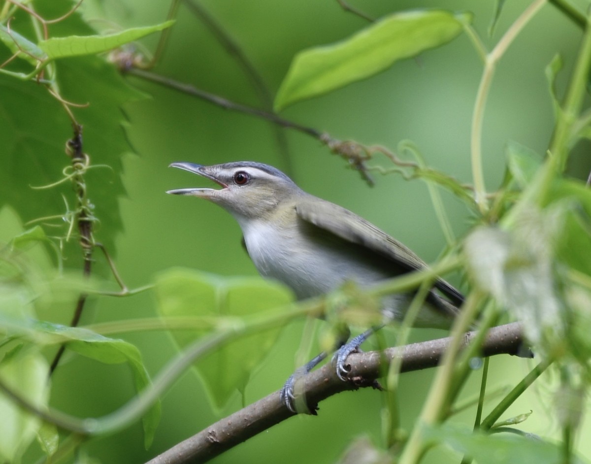 Vireo occhirossi - ML634965294