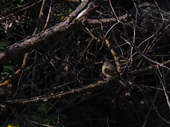 Lawrence's Goldfinch - ML634965312