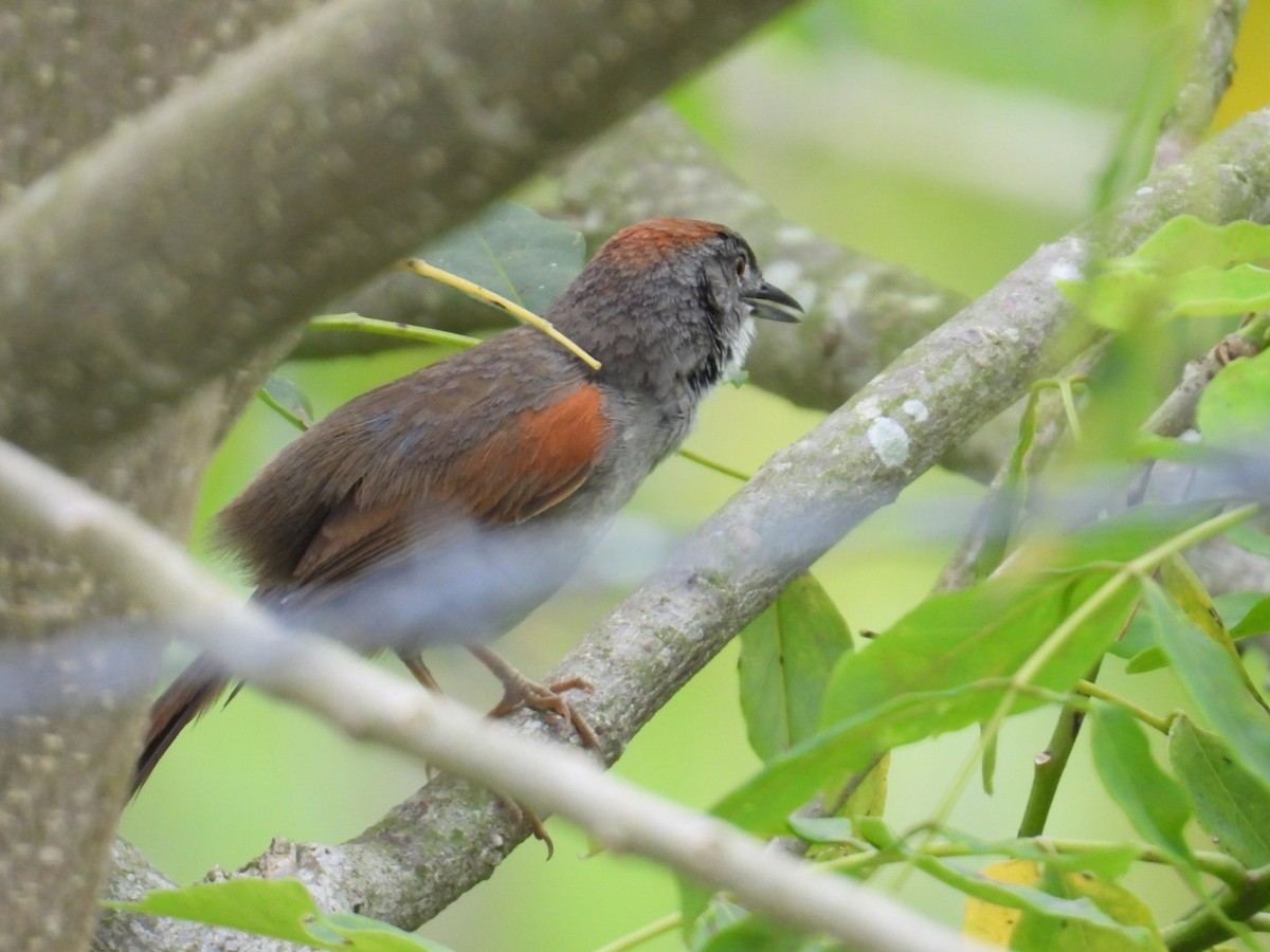 Pale-breasted Spinetail - ML634965335