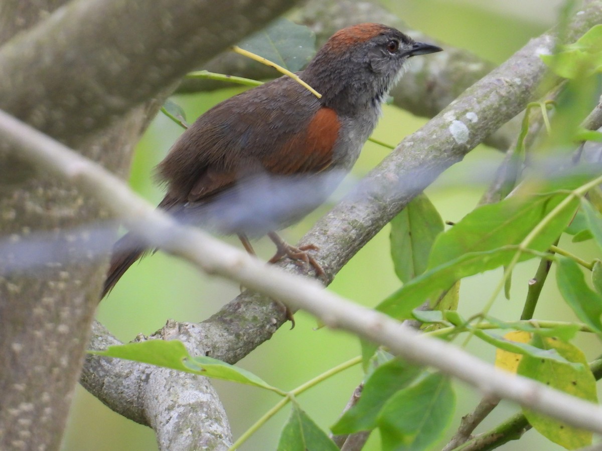 Pale-breasted Spinetail - ML634965336