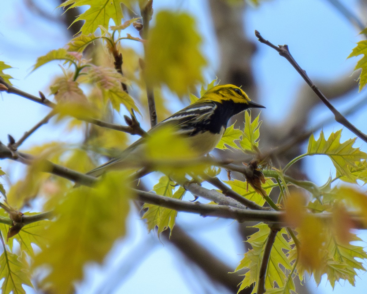 Black-throated Green Warbler - ML634965350