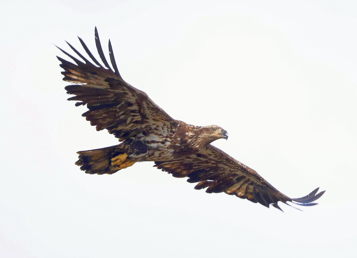 Bald Eagle - ML634965613