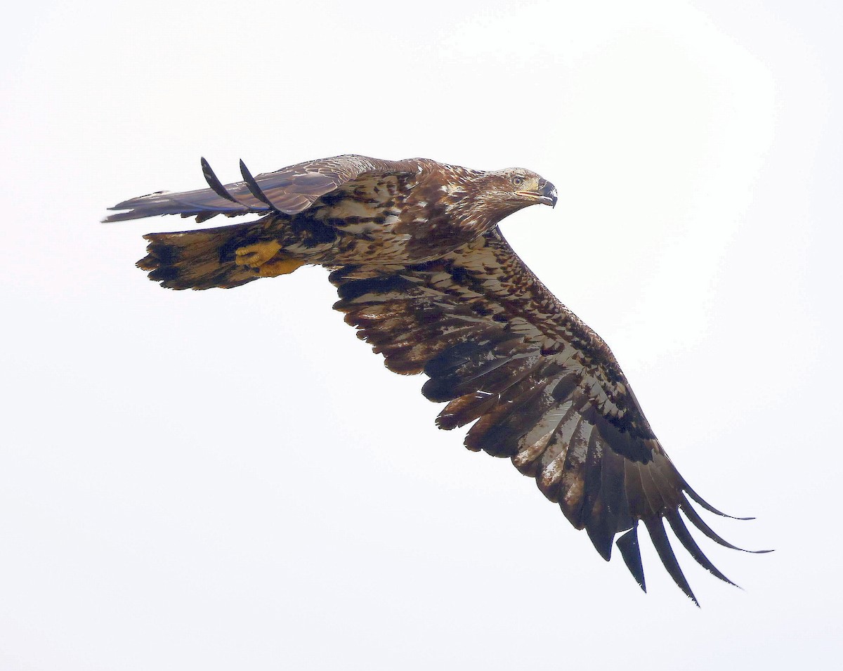 Bald Eagle - ML634965615
