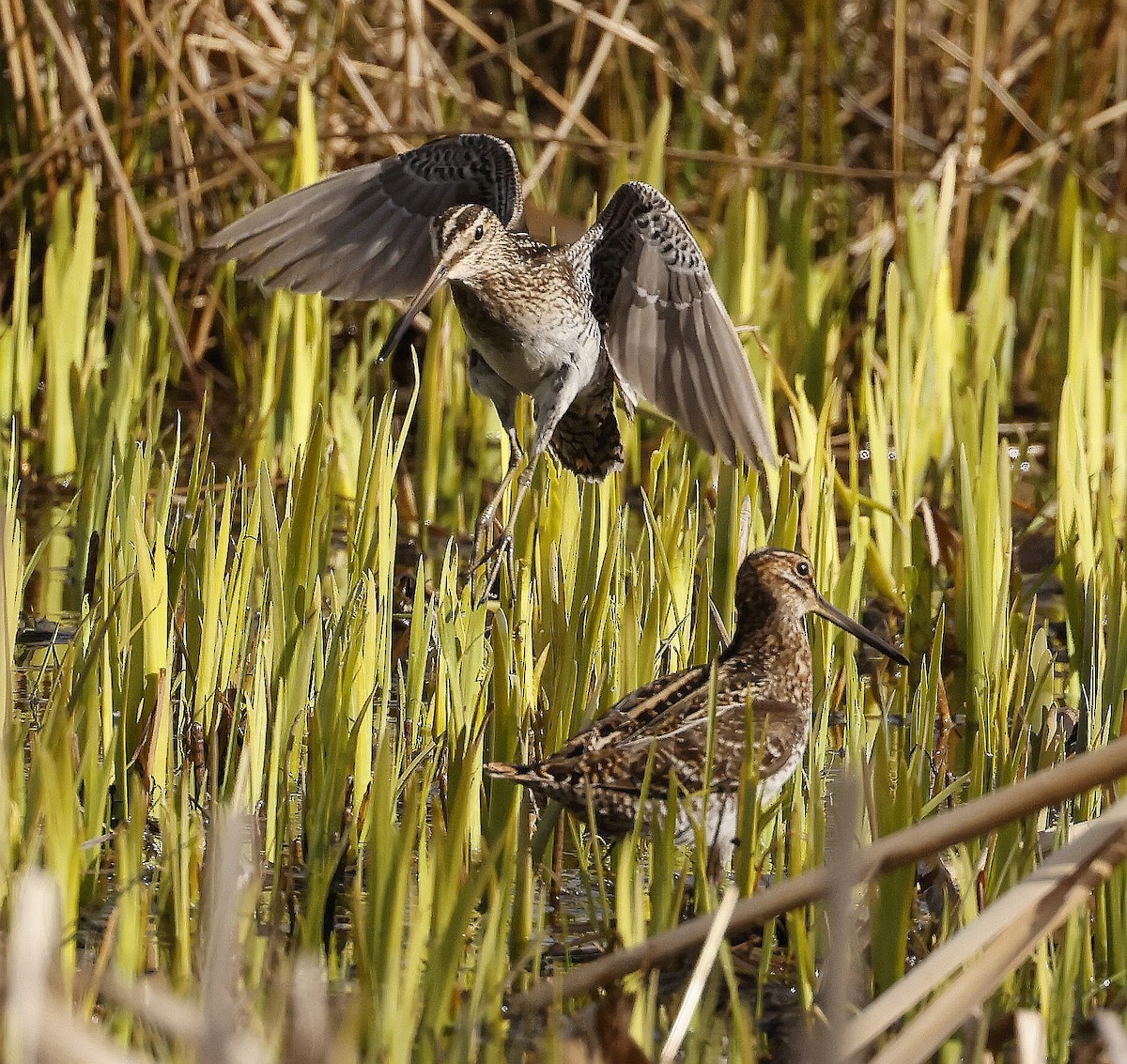 Wilson's Snipe - ML634965793