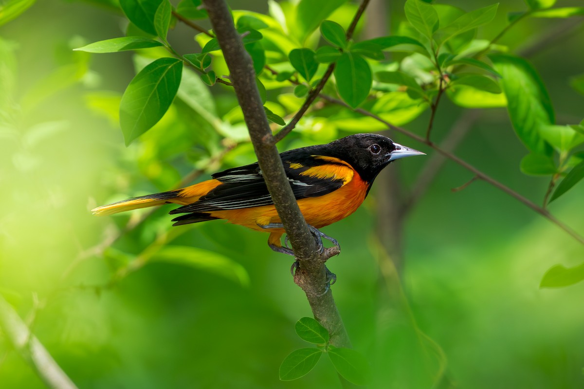 Baltimore Oriole - ML634965860