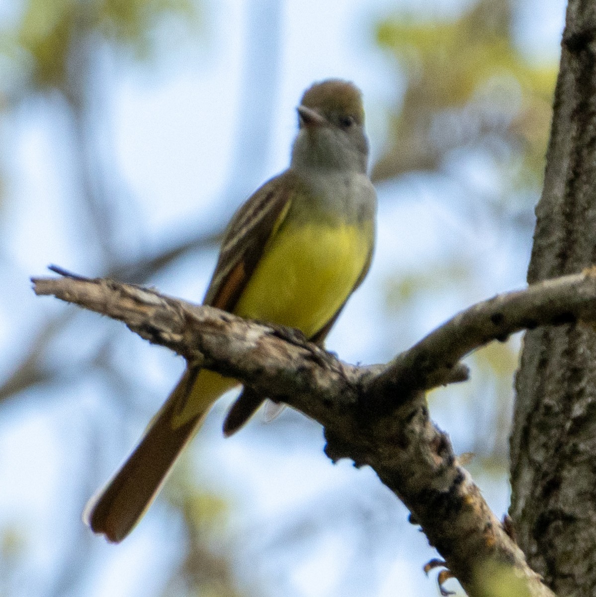 Great Crested Flycatcher - ML634965913