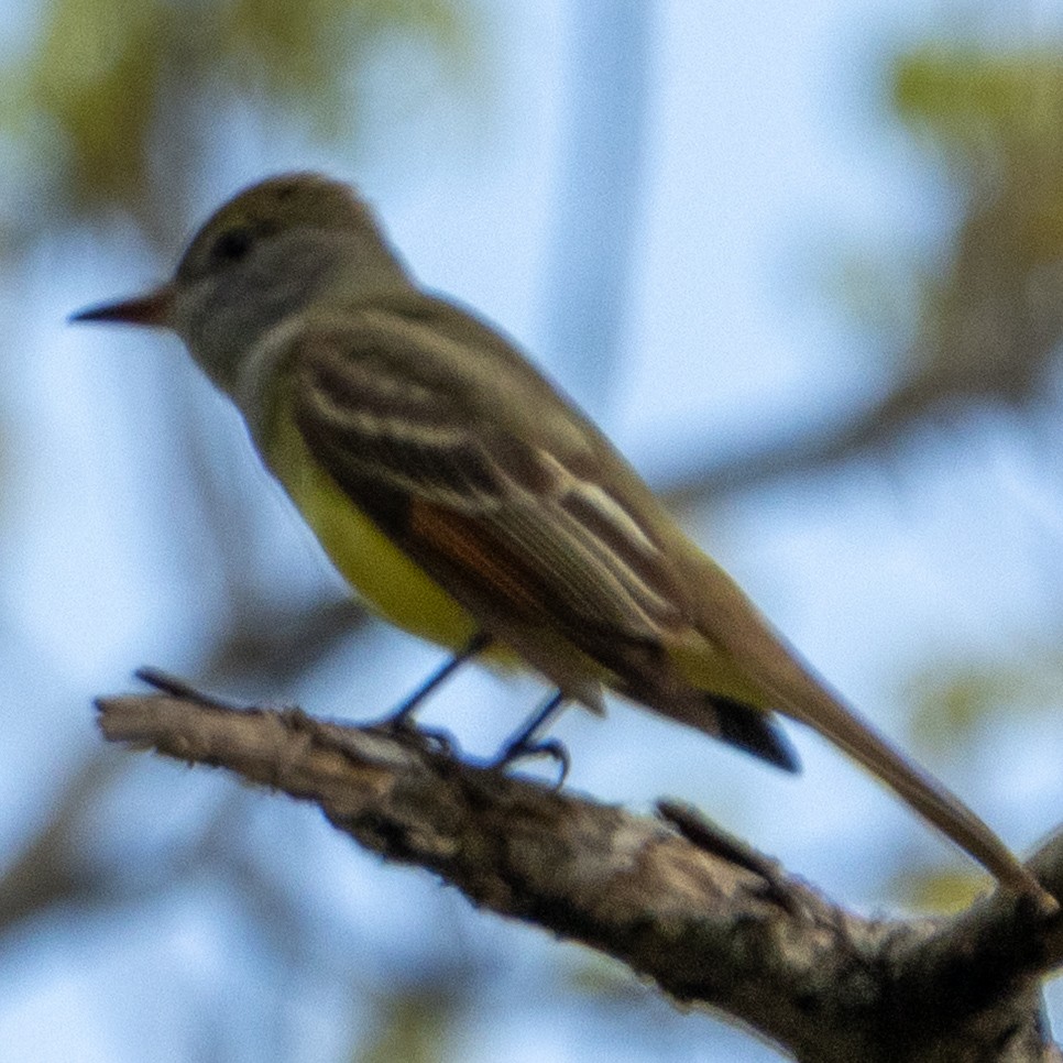 Great Crested Flycatcher - ML634965914