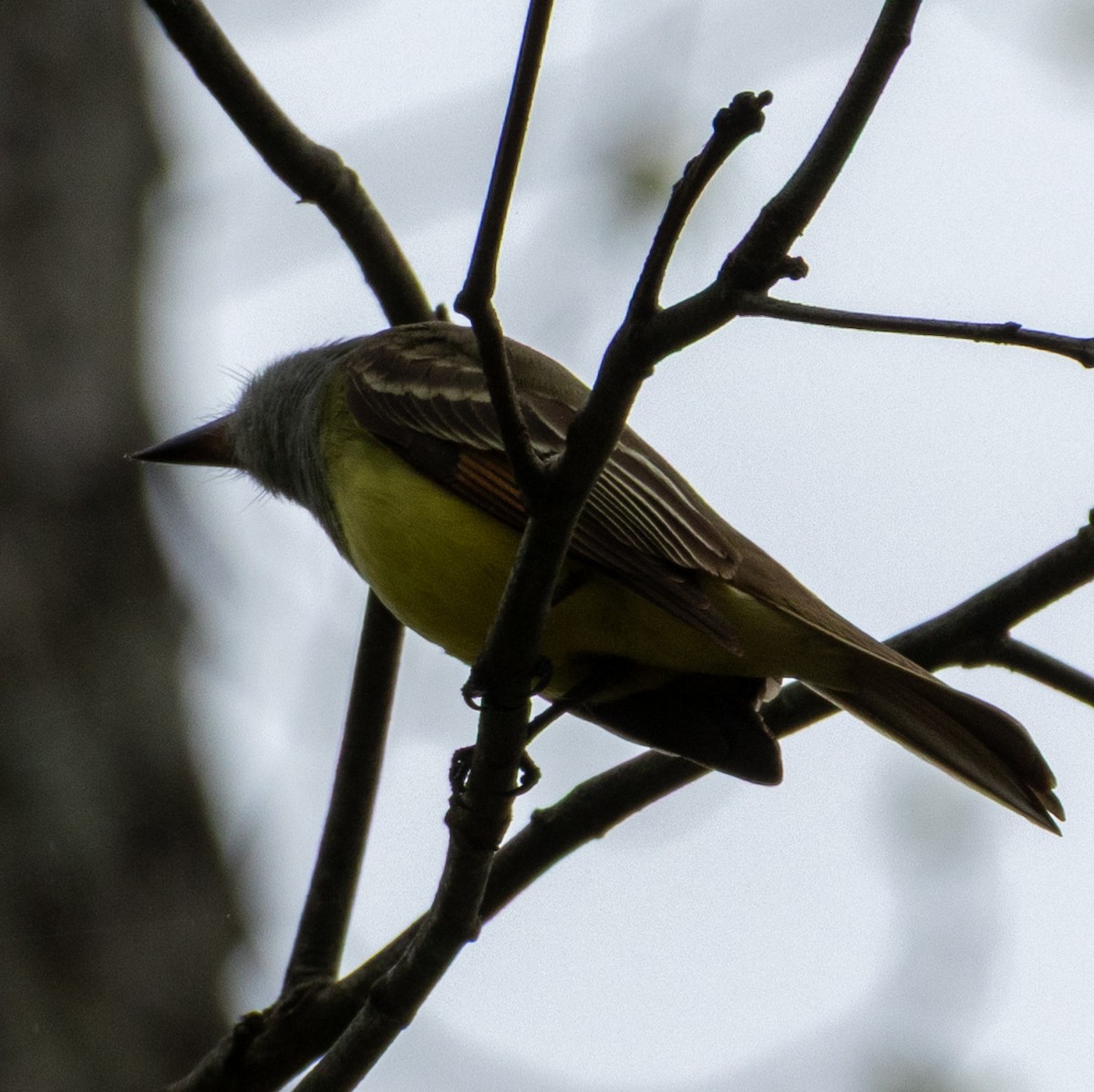 Great Crested Flycatcher - ML634965915