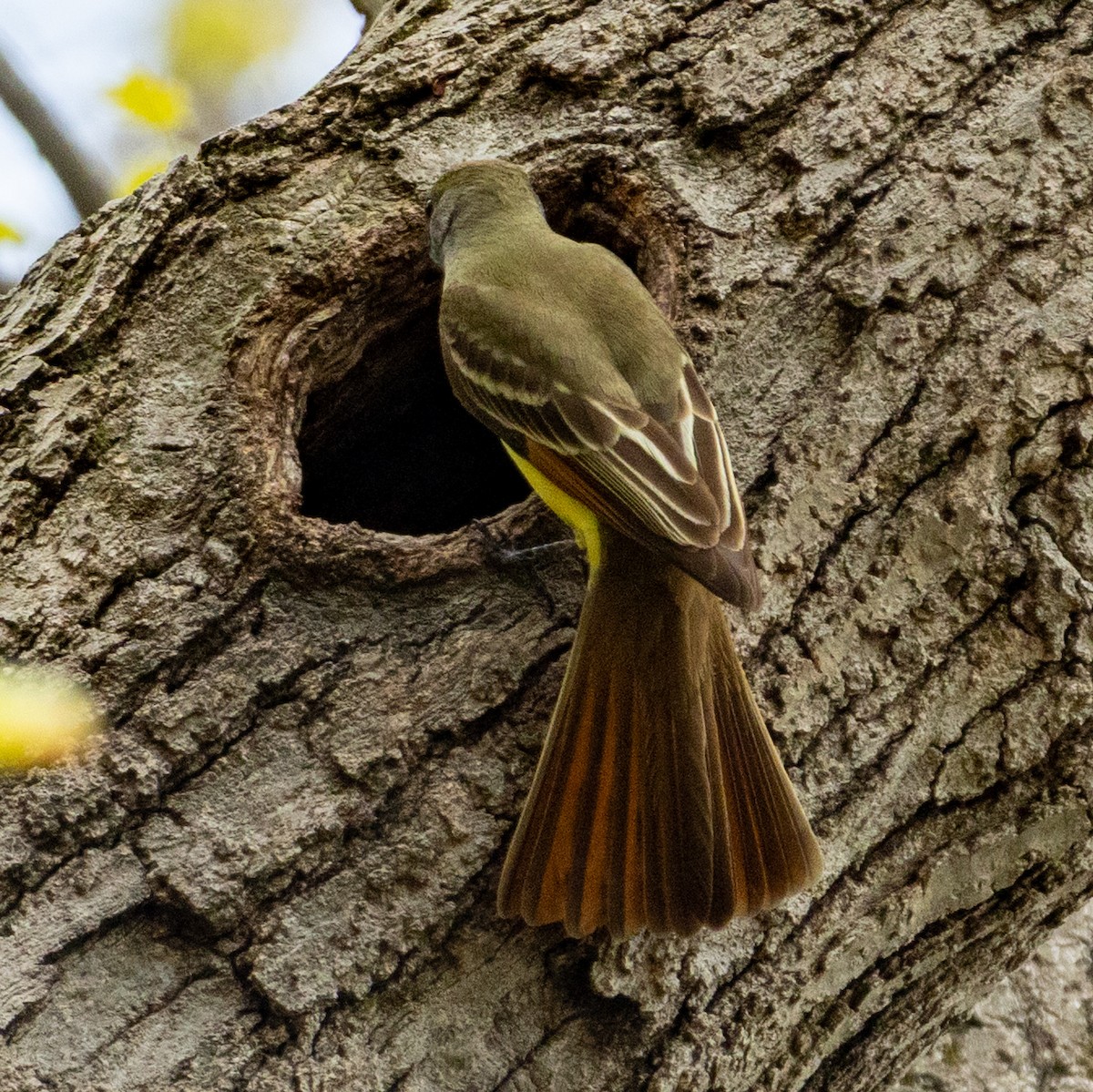 Great Crested Flycatcher - ML634965916