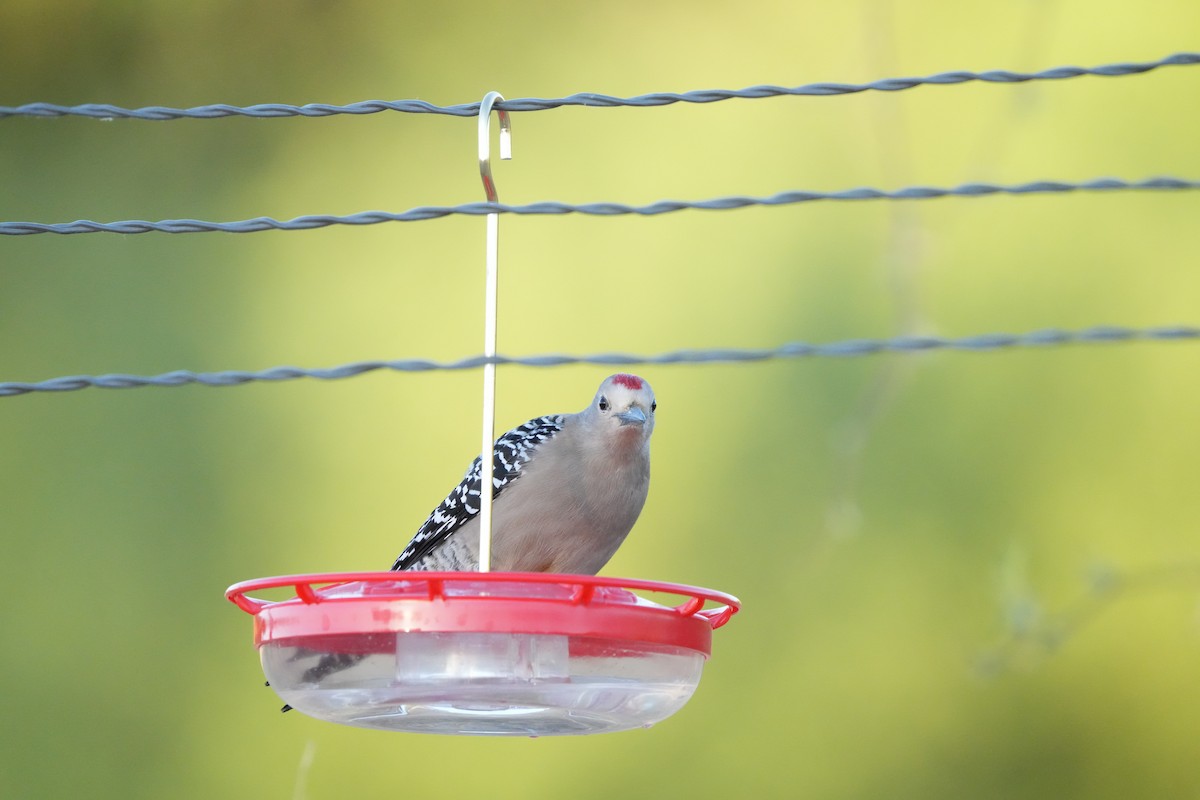 Gila Woodpecker - ML634965943